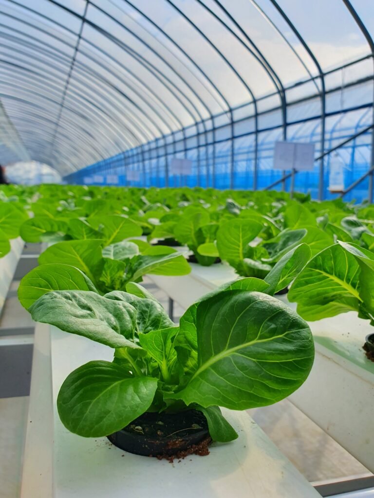 leafy vegetables are growing in indoor farm/vertical farm. vertical farm